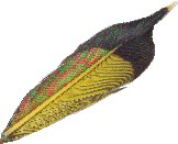 Wyndencleh Naturals artwork: Northern Flicker Feather