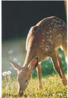 Elegant in his spotted fur coat, this fawn delicately dines on clover just outside the window. 