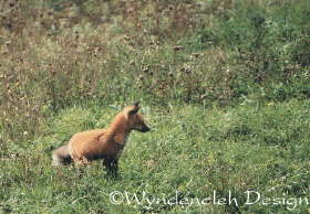 Occasionally, critters come by... some live here, most just pass through. We've nicknamed this Red Fox 'Felix'; always looking alert and perky, he sometimes comes out in the fields during the day to check out the mouse and vole population.