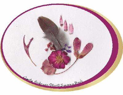 A blossom of Bee Balm and the natural curve of a winged Maple seed form a Gentle Embrace around a Carpet Rose. Three tiny pink petals of Rhodanthe float skyward above the feather from one of Wyndencleh�s many Mourning Doves. And a tiny blue and white Sapphire Lobelia, some red spring buds from a Maple tree, and a young, pink Grape Leaf cluster near the center.