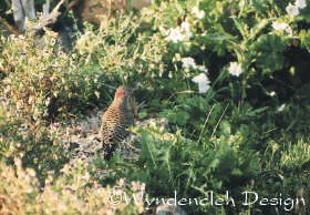 This Northern Flicker, hunting for bugs, looks brown and red from behind. But when he flies overhead, you can see that many of his feathers are bright yellow; they form the basis of arrangements such as GoldFeather and Golden Morning. 