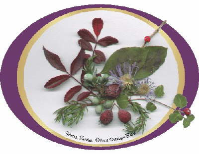 The Winter Berries original features Hawthorne berries, which are a favorite source of winter food for the birds. Other seasonal berries: Trailing Partridgeberry, wild Creeping Juniper  berries, and a single Canada Holly berry are nestled along with a Rosehip and Wild Rose leaves beside the last asters of the season.