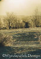 The morning sun on the ice-crusted field created an almost sepia-like image which highlights the beauty, and the desolation, of this harshest time of the year. 